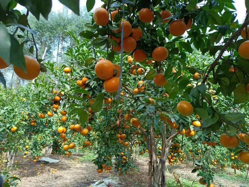 A video of guangxiwo grove