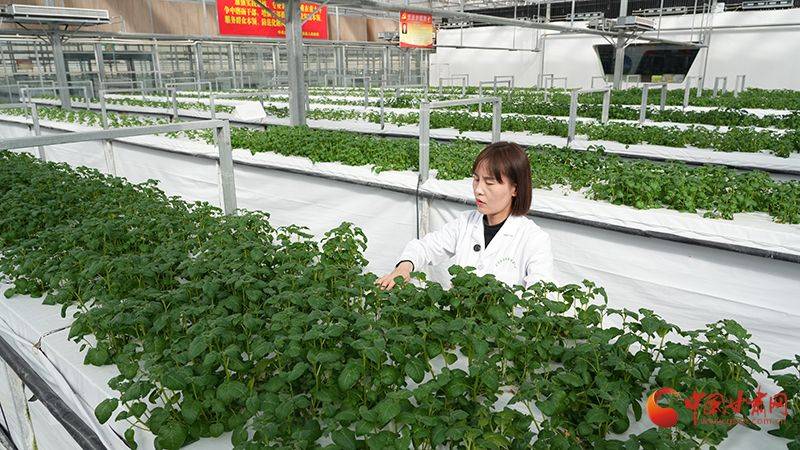 马铃薯种植技术