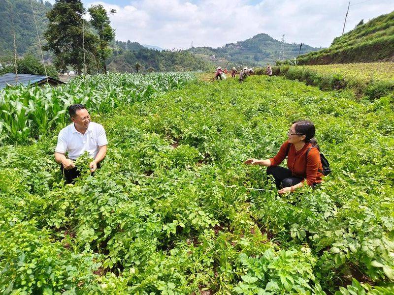 Autumn potato cultivation techniques