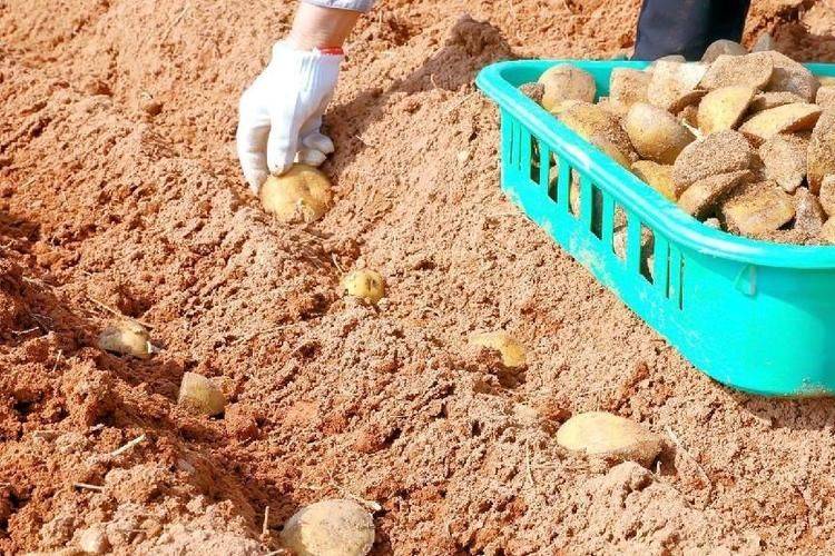 Autumn potato cultivation techniques
