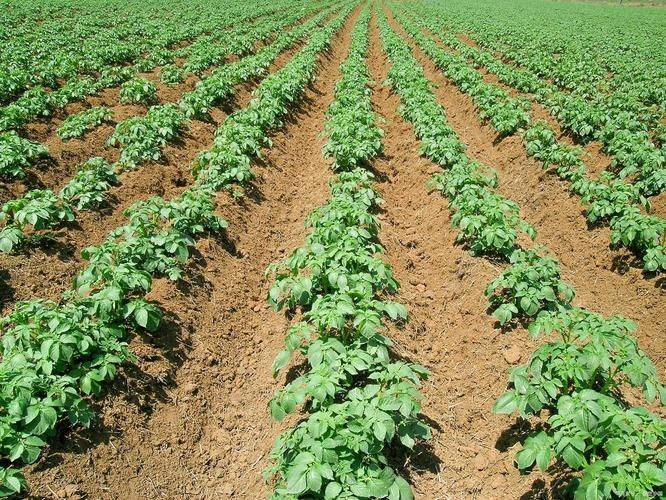Autumn potato cultivation techniques