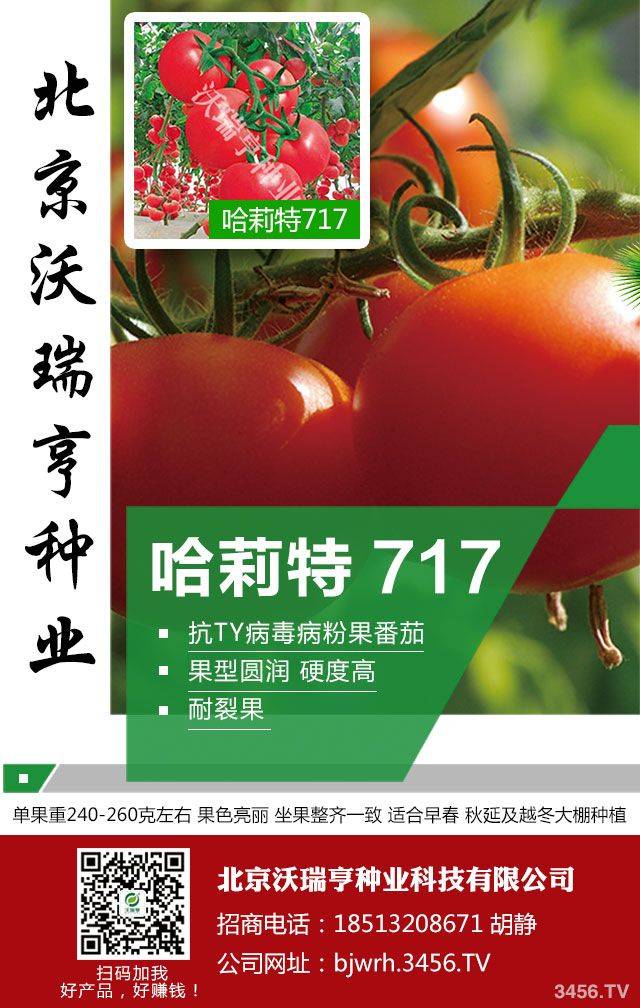 西红柿怎么种植技术