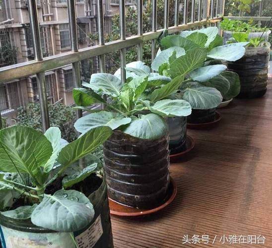 Small green gardening techniques