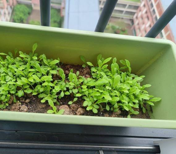 Small green gardening techniques