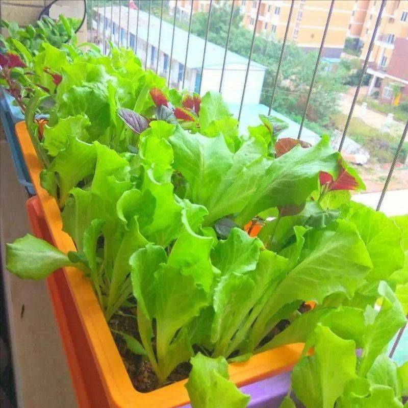 Small green gardening techniques