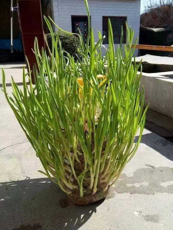 Small green gardening techniques