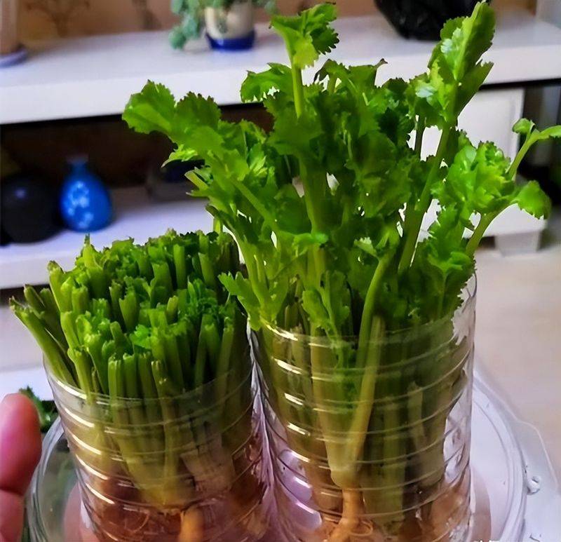 Small green gardening techniques