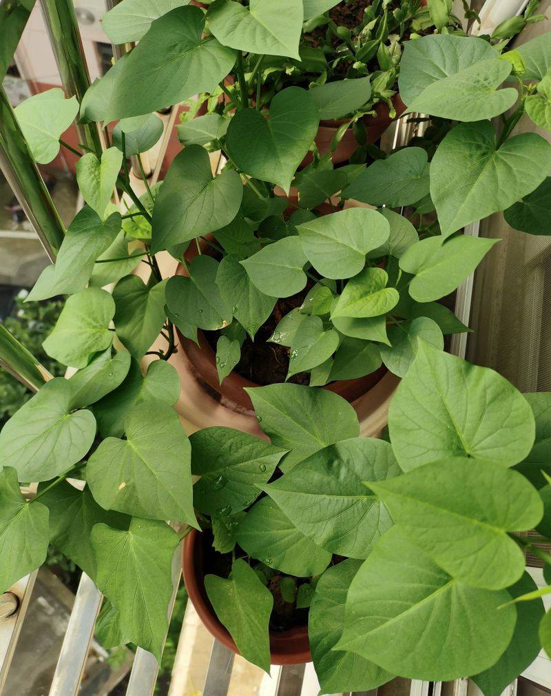 Small green gardening techniques