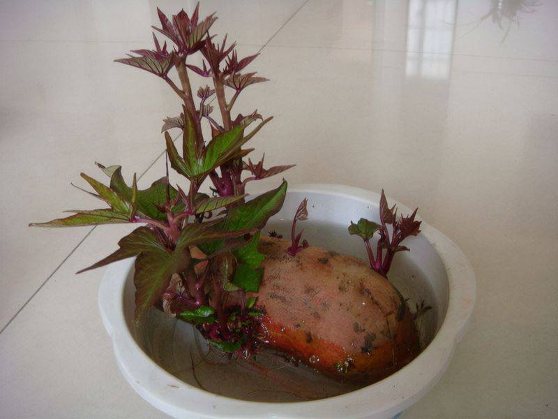 Small green gardening techniques