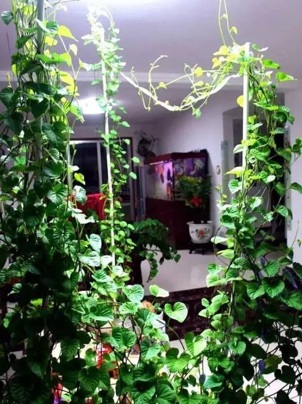 Small green gardening techniques