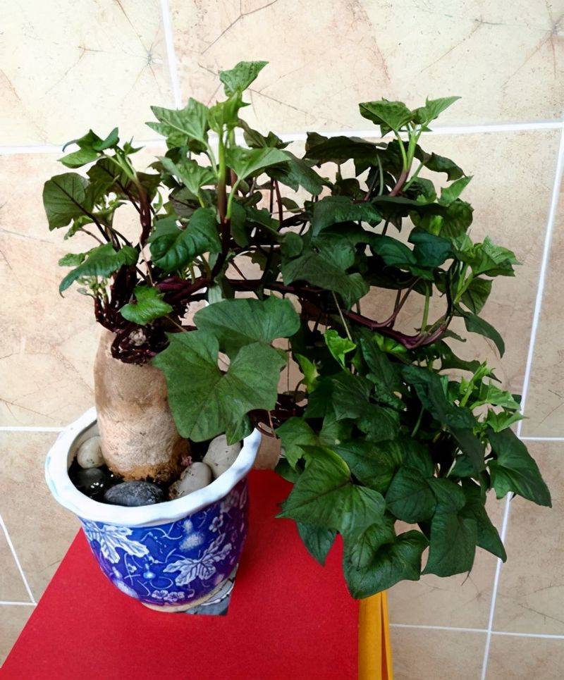 Small green gardening techniques