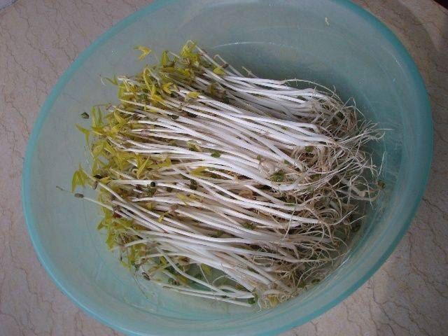 Small green gardening techniques