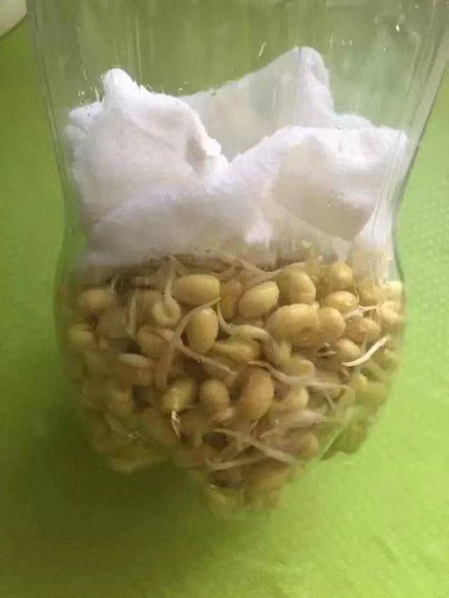 Small green gardening techniques