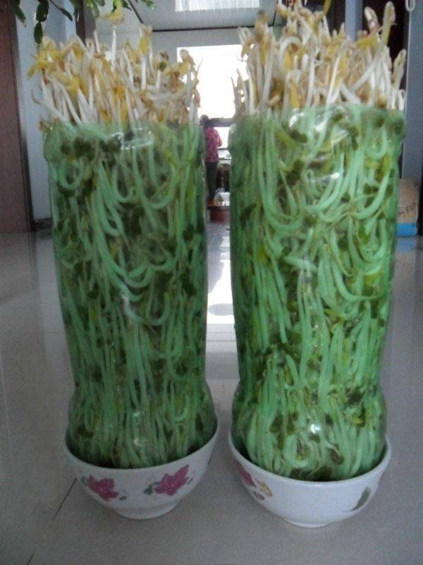 Small green gardening techniques