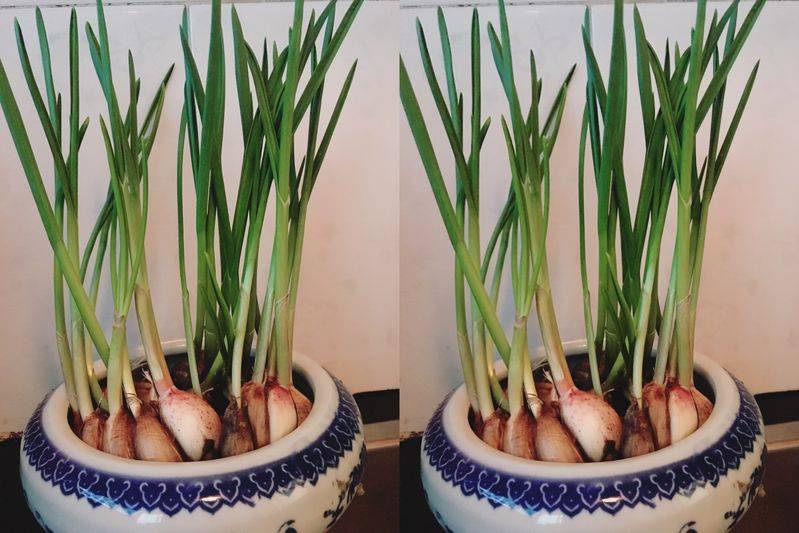 Small green gardening techniques