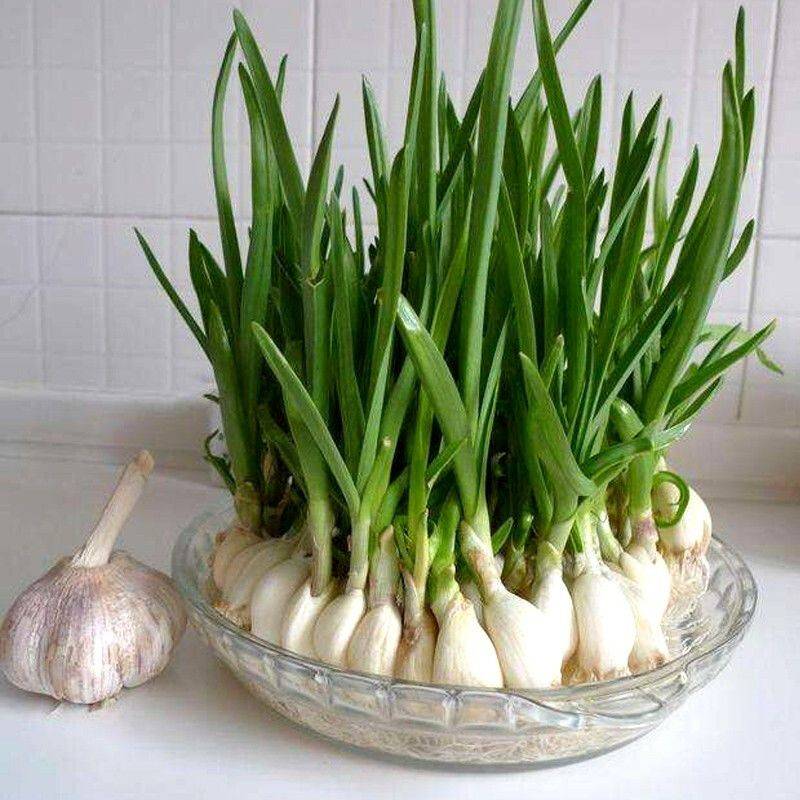 Small green gardening techniques