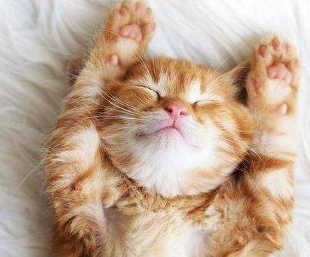 Cats call the cause of syndrome