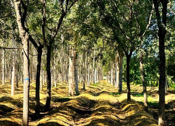 Artificial shed pine cultivation techniques