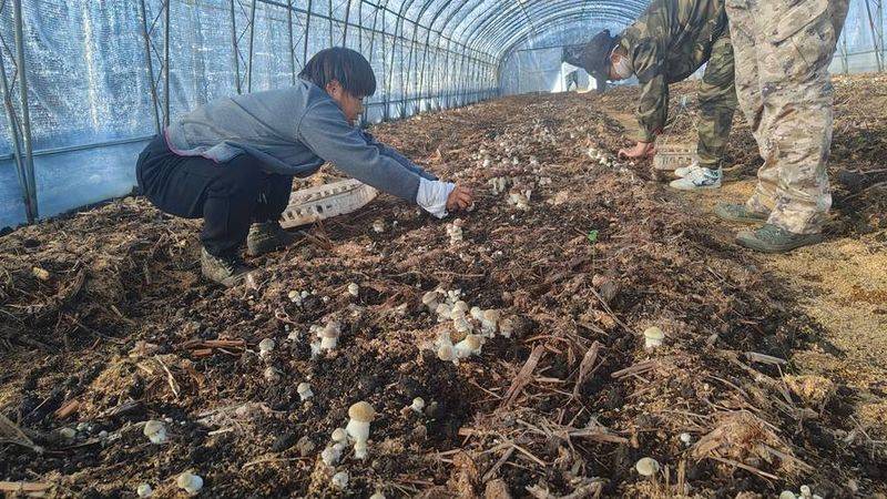 Artificial shed pine cultivation techniques