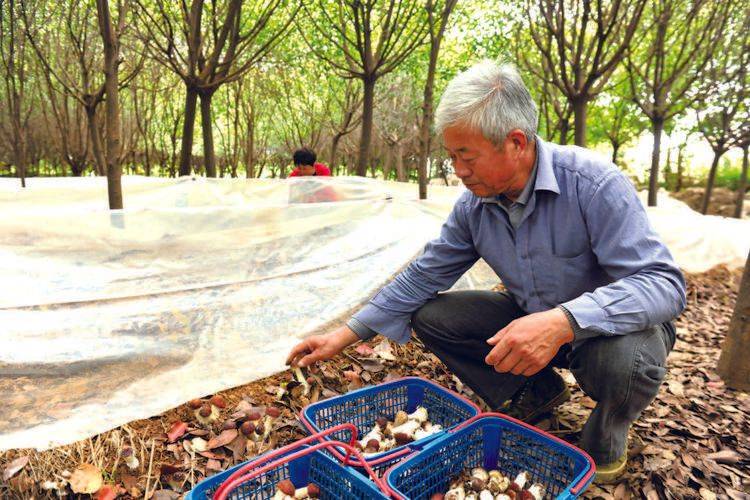 Artificial shed pine cultivation techniques
