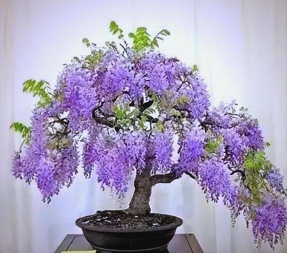 紫腾的种植方法