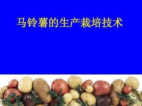Method of cultivation of potatoes