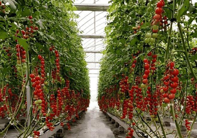 How do you grow tomatoes