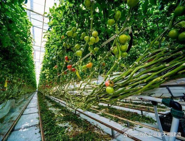 How do you grow tomatoes
