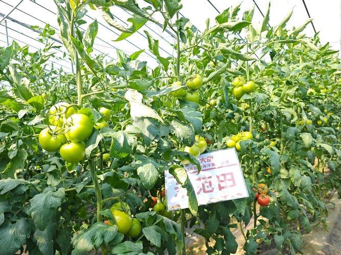 How do you grow tomatoes