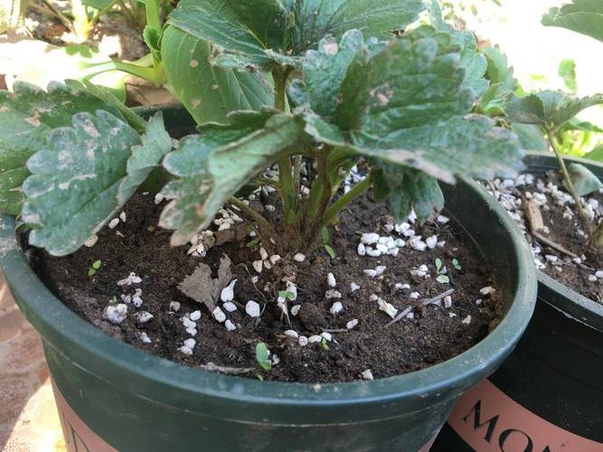 Strawberry pellets