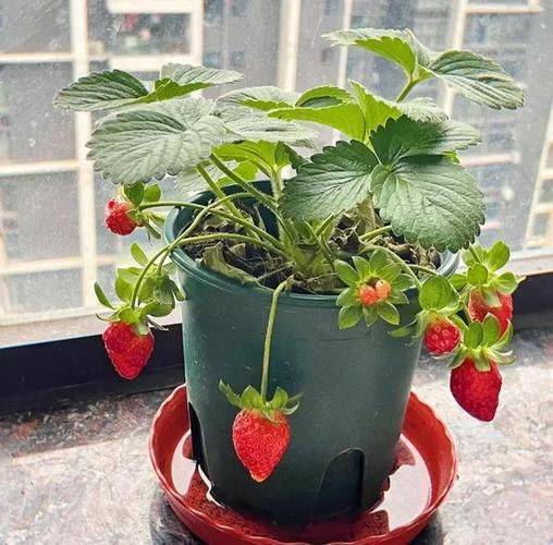 Strawberry pellets