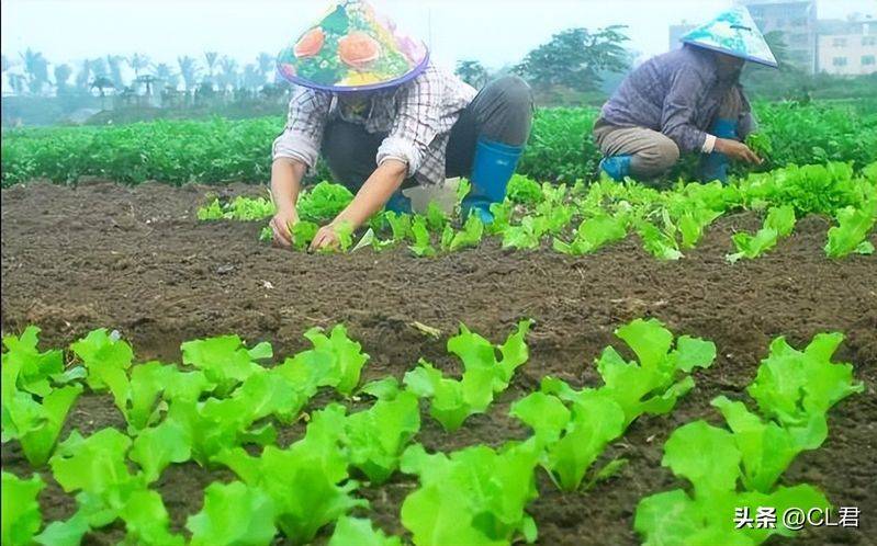 Cream cultivation techniques