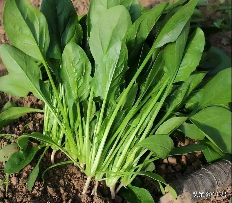 Cream cultivation techniques