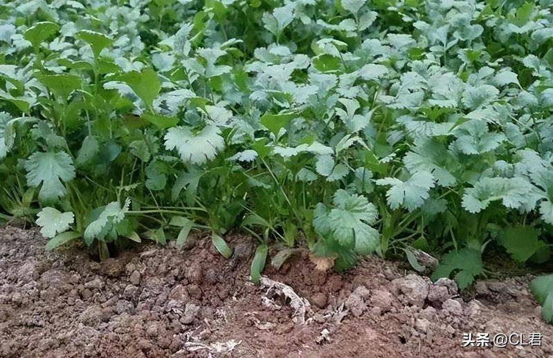 Cream cultivation techniques