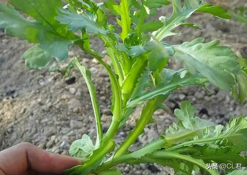 Cream cultivation techniques