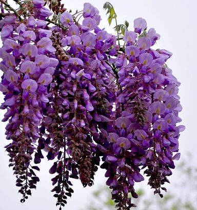 紫藤的花语？紫藤的种植方法?【图】