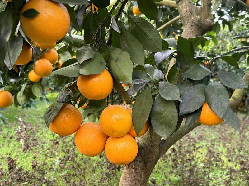 Refrigerated orange plantation technology