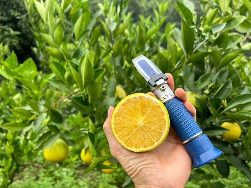 Refrigerated orange plantation technology