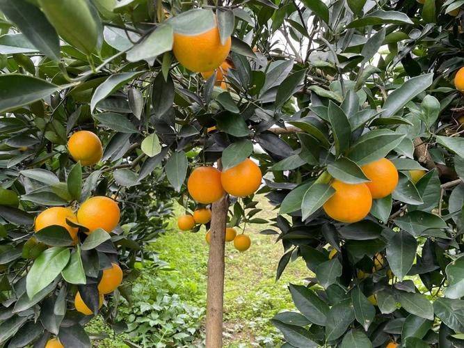 Refrigerated orange plantation technology