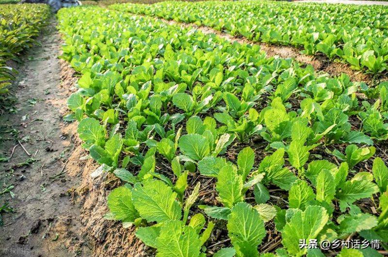 9月中下旬，8种蔬菜正是种植好时候，长得快，20天就可以吃新鲜菜