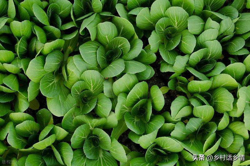 小青菜种植技术