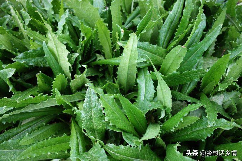 小青菜种植技术