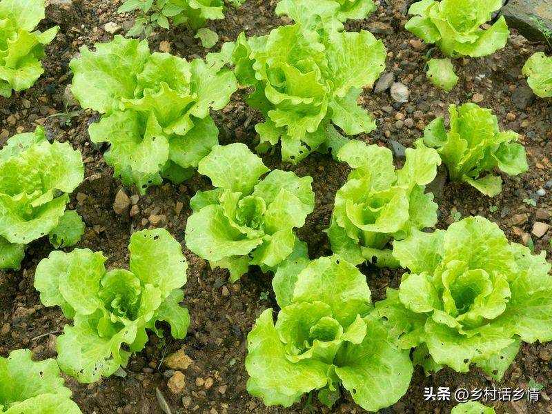 小青菜种植技术