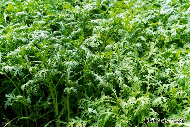 小青菜种植技术