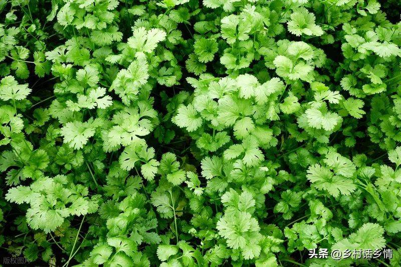 小青菜种植技术