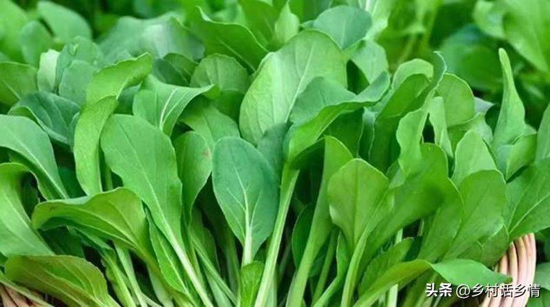 小青菜种植技术