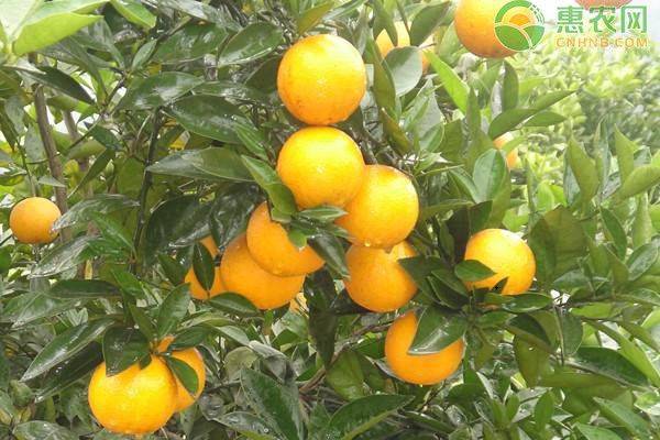 Refrigerated orange plantation technology