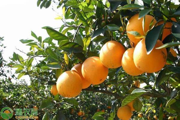 Refrigerated orange plantation technology