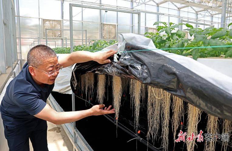 马铃薯种植技术