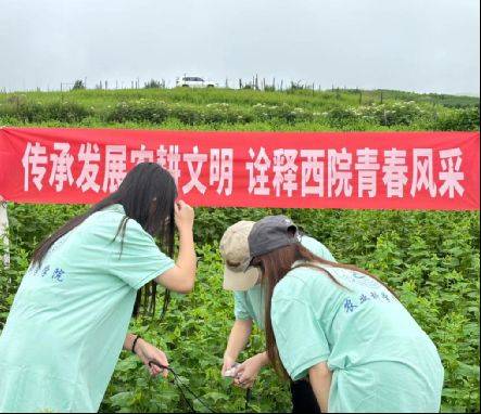 西红柿怎么种植技术